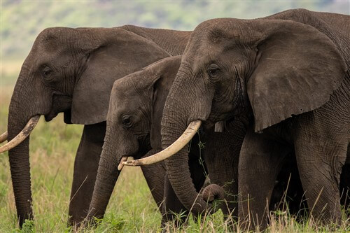 Three elephants walking in Kideope National Park in Uganda.