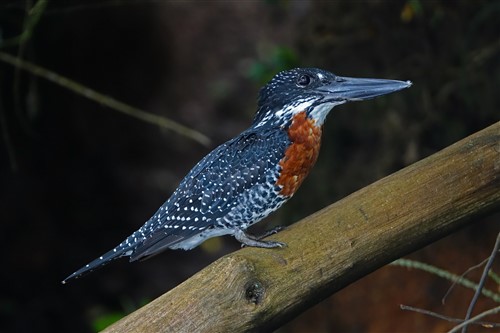 A giant Kingfisher on a branch at Lake Bunyonyi in Uganda.