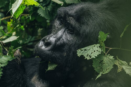 A single gorilla sitting and eating in Bwindi National Park in Uganda.