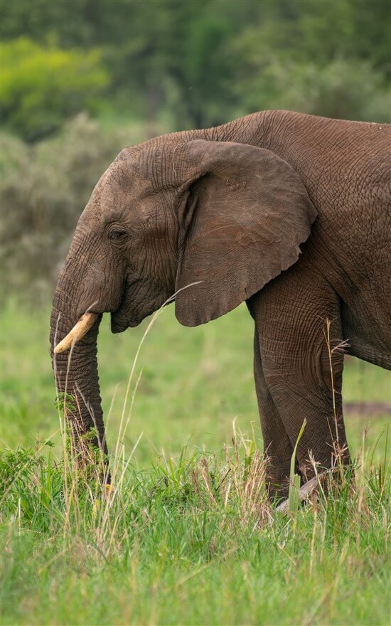 Elephant eating grass in Queen Elizabeth National Park in Uganda.