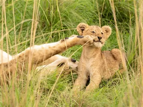 Mother lion plays with her baby lion in Uganda.