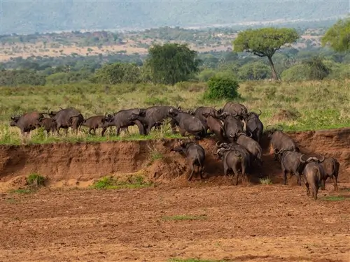 A big herd of buffalo crossing a wadi in Kidepo Valley National Park, Uganda.