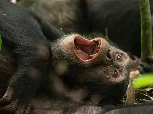 A chimpansee laying on the ground, laughing in Kibale Forrest, Uganda.