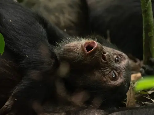 A chimpansee relaxing in Kibale Forrest, Uganda