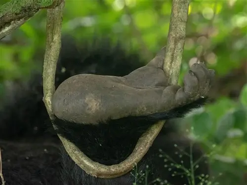 Close-up of a mountain gorilla feet in Bwindi, Uganda.