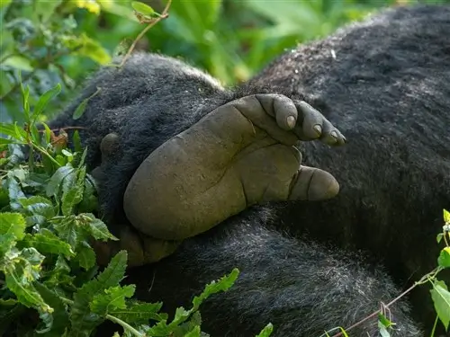 Close-up of a mountain gorilla feet in Bwindi, Uganda.