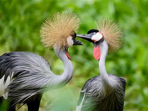 A couple of crested cranes in Uganda.