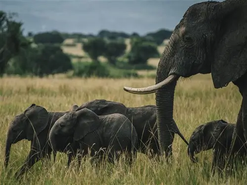 A family of elephants with babies in Queen Elizabeth National Park, Uganda.