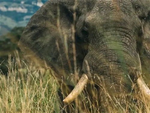 Close-up of a big elephant in Murchison Falls National Park, Uganda.