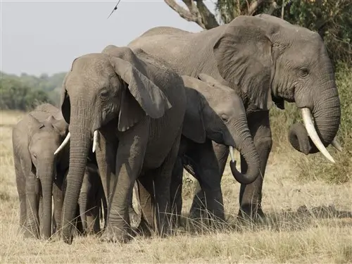 A family of elephants in Queen Elizabeth National Park, Uganda.