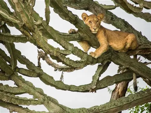A lion resting in an euphorbia tree in Kasenyi, Uganda.