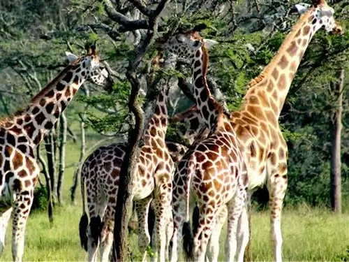 A family of giraffes eating in Lake Mburo National Park, Uganda.