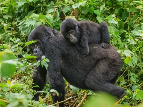 A female mountain gorilla with her baby on her back in Bwindi, Uganda.