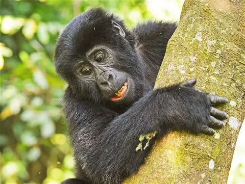 A juvenile mountain gorilla in a tree in Bwindi National Park, Uganda.