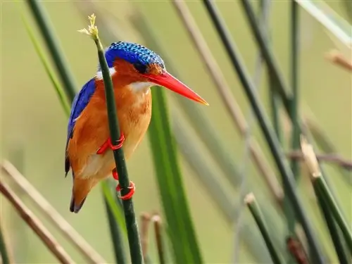 A Malachite Kingfisher at Lake Bunyonyi, Uganda.