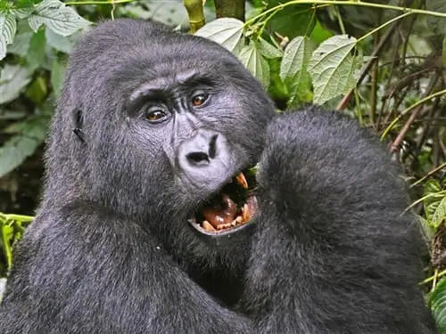 Mountain gorilla chewing on a branch in Bwindi, Uganda.