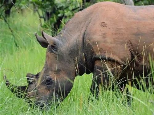 A rhino grazing at ZIWA Rhino Sanctuary in Uganda.