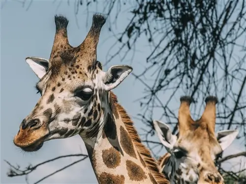 A close-up of two Rothschild giraffes in Kidepo Valley National Park, Uganda.