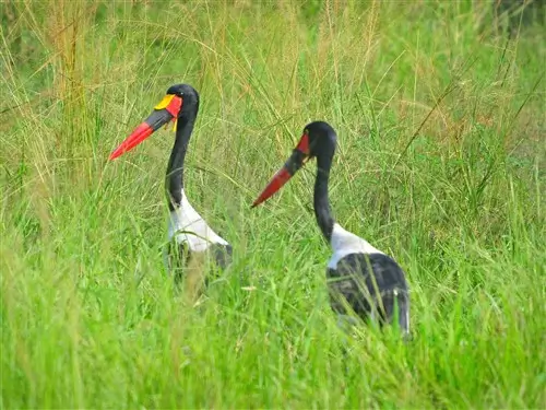 Two saddle-billed stork in Murchison Falls National Park, Uganda.