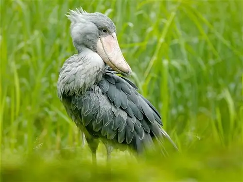 A shoebill standing in Mabamba swamp, Uganda.