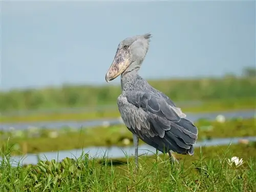 A shoebill standing in Mabamba swamp, Uganda.
