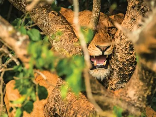 A close-up of a tree climbing Lion in Ishasha, Uganda