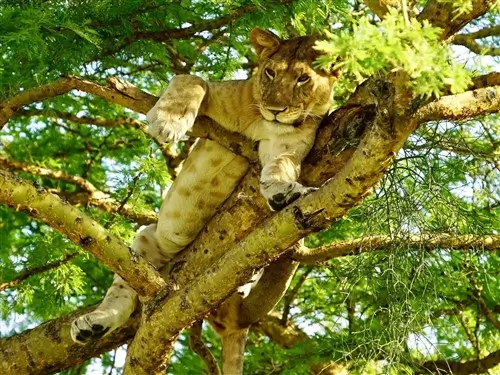 A lion resting in a tree in Ishasha, Uganda