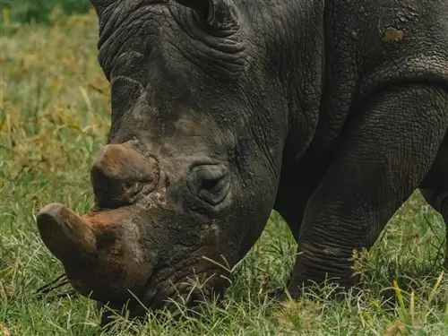A close-up of a rhino grazing at ZIWA Rhino Sanctuary in Uganda.