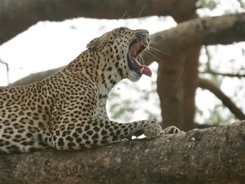 Yawning leopard in a tree in Lake Mburo National Park, Uganda.
