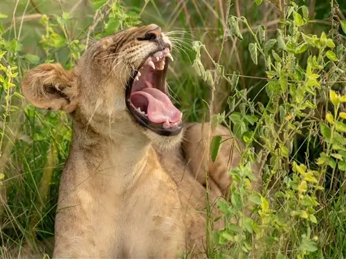 A young lion yawning in Queen Elizabeth National Park, Uganda.