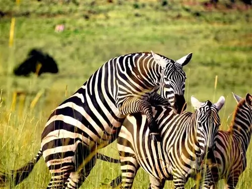 A male zebra mounting a female in Lake Mburo National Park, Uganda.