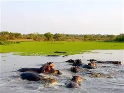 Hippo pools in Ishasha, Uganda.