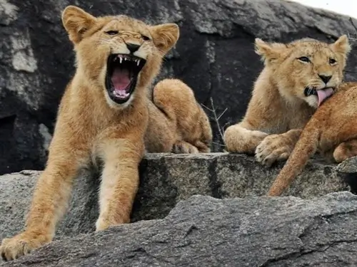 Young lions on Lion Rock in Kidepo Valley National Park.