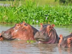 Hippos in the water at Lake Mburo, Uganda.