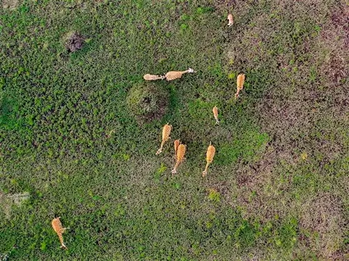A group of giraffes in Pian Upe game reserve.