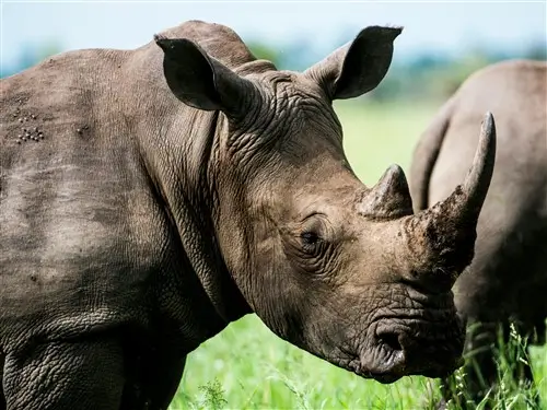 Group of rhinos at ZIWA in Uganda.