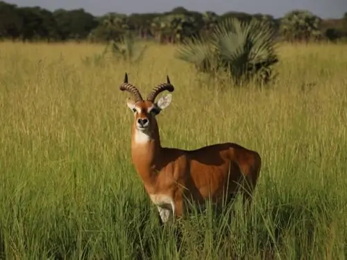 Ugandan kob grazing in ZIWA.