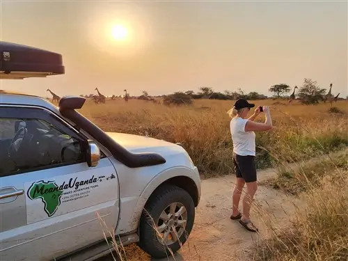 Tourist looking at giraffes during safari in Uganda.