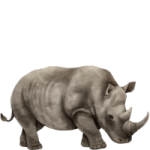 background-rhino background-rhino